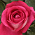 Rose - Rosiers hybrides de thé - Acapella®